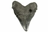 Fossil Megalodon Tooth - South Carolina #339288-2
